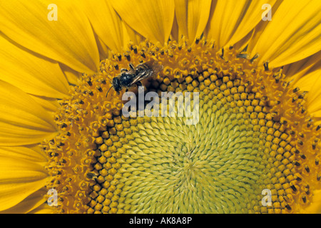 Politique du tournesol (Helianthus annuus), détail avec pierre bee Banque D'Images