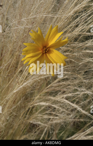 Tickweed, à feuilles lancéolées coreopsis, narrowleaf goldenrod (Tickseed Coreopsis lanceolata), la floraison entre grass Banque D'Images