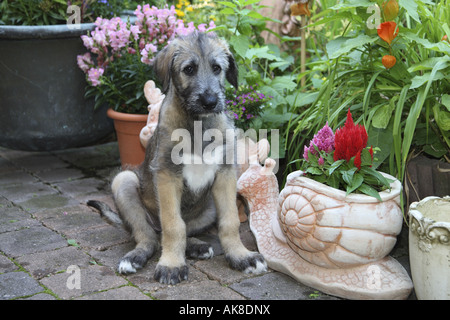Irish Wolfhound (Canis lupus f. familiaris), les jeunes Irlandais dans jardin Banque D'Images