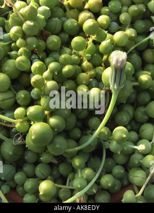 De groseille, chaîne de perles, Chaîne-de-Perles. String-de-billes, String-de-pois (Senecio rowleyanus), feuilles et fruting inflo Banque D'Images