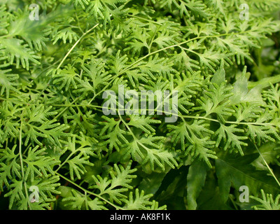 Escalade (fougère japonaise Lygodium japonicum), feuille fertile Banque D'Images