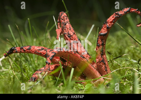 Les doigts du diable, Devil's claw champignon géant, corne de puanteur, octopus phalle impudique (Anthurus archeri, Clathrus archeri), ouvrir le corps de fruits Banque D'Images