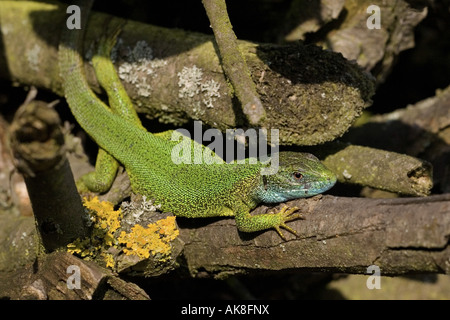 Lézard vert occidental (Lacerta bilineata), homme Banque D'Images