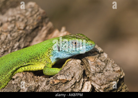 Lézard vert occidental (Lacerta bilineata), homme Banque D'Images