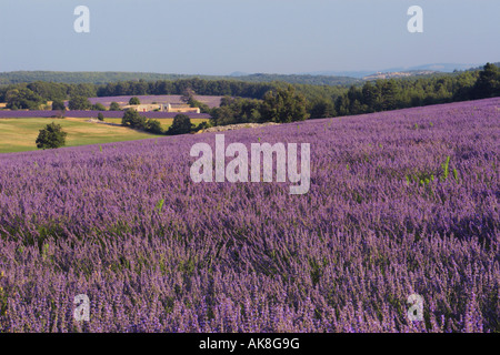 La lavande (Lavandula angustifolia), champs de lavande, France, Provence, Vaucluse Banque D'Images