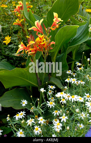 Canna Lily Banque D'Images