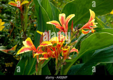 Canna Lily Banque D'Images