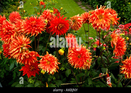 Dahlia Banque D'Images