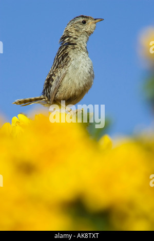 Un adulte mâle d'alerte sur l'Herbe Wren Iles Falkland Banque D'Images