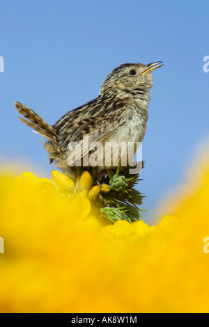 Un adulte mâle chanteur et d'alerte sur l'Herbe Wren Iles Falkland Banque D'Images