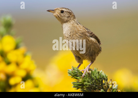 Un adulte mâle d'alerte sur l'Herbe Wren Iles Falkland Banque D'Images