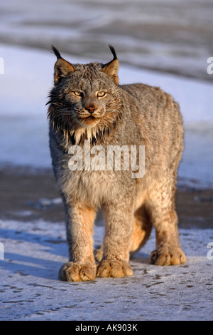 Lynx du Canada Banque D'Images