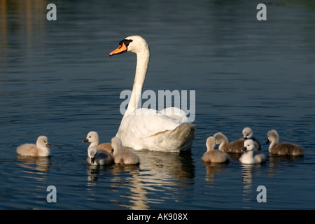 Cygne tuberculé Banque D'Images