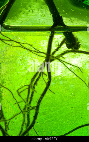 Les racines des plantes s'enracinant dans l'eau Vert Vase en verre Banque D'Images