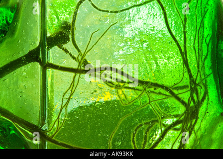 Les racines des plantes s'enracinant dans l'eau Vert Vase en verre Banque D'Images