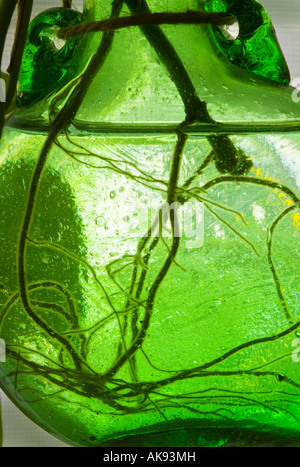 Les racines des plantes s'enracinant dans l'eau Vert Vase en verre Banque D'Images