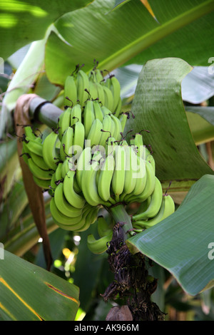 La Banane naine Plante poussant en Floride Banque D'Images