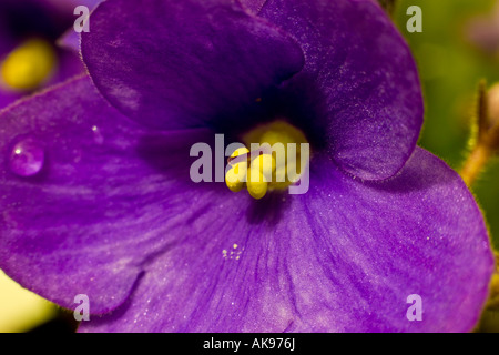 Marcro tiré d'un pourpre violette africaine Saintpaulia plante Banque D'Images