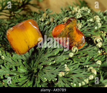 Ambre sur une plante rose de Jéricho Banque D'Images