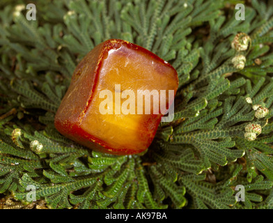 Ambre sur une plante rose de Jéricho Banque D'Images