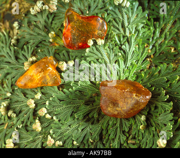 Ambre sur une plante rose de Jéricho Banque D'Images