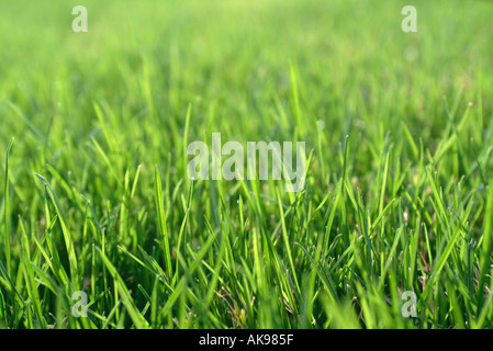 Close up of green grass blades Banque D'Images
