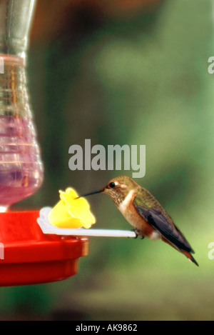 Alimentation à partir de l'eau sucre Hummingbird feeder Banque D'Images