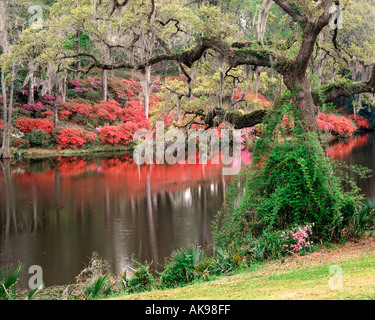 Middleton Place garden à Charleston en Caroline du Sud USA au printemps Banque D'Images