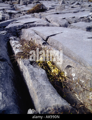 Co Clare, le Burren, près de la tête noire montre clints et grykes, Irlande Banque D'Images