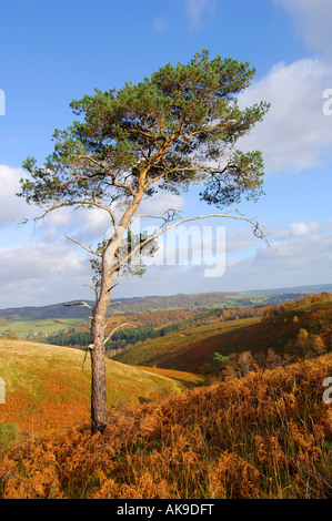 Seul le pin d'arbre sur le Trendlebere à Dartmoor avec arbres d'automne en arrière-plan Banque D'Images