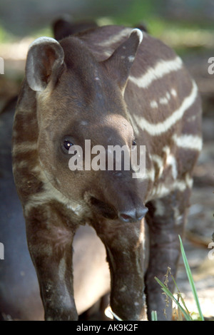 TAPIR Tapirus terrestris brésilien jeune Colombie Banque D'Images