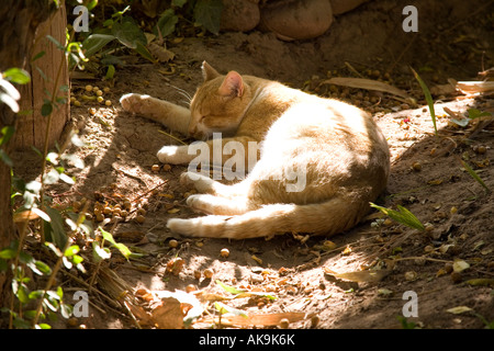 Ginger tom cat dormir au soleil. Marrakech, Maroc, Afrique du Nord. Banque D'Images