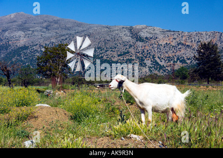 Un livre blanc chèvre broute à côté d'un moulin sur le plateau de Lassithi en Crète orientale Grèce Banque D'Images