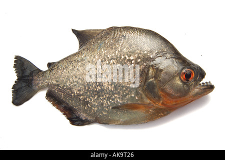 Serrasalmus nattereri Piranha à ventre rouge Banque D'Images