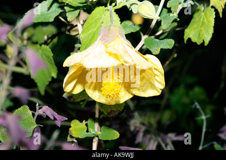 Lanterne chinois/ Chinese Bellflower- hybride Abutilon Banque D'Images