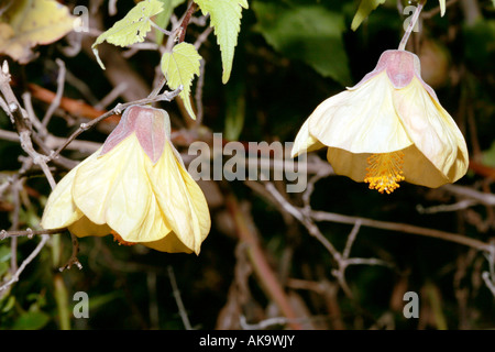 Lanterne chinois/ Chinese Bellflower- hybride Abutilon Banque D'Images