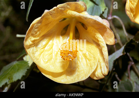 Lanterne chinois/ Chinese Bellflower- hybride Abutilon Banque D'Images