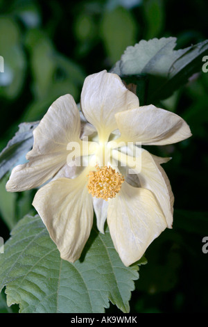 Lanterne chinois/ Chinese Bellflower- hybride Abutilon Banque D'Images