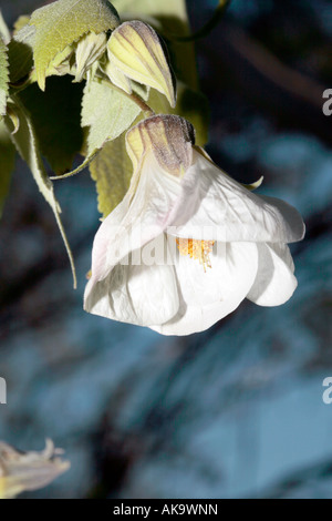 Lanterne chinois/ Chinese Bellflower- hybride Abutilon Banque D'Images