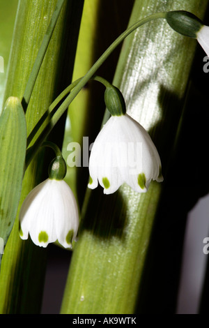 Printemps / Été/ Flocon Leucojum aestivum Loddon Lily - Famille -Amaryillidaceae Banque D'Images