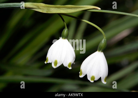 Printemps / Été/ Flocon Leucojum aestivum Loddon Lily - Famille -Amaryillidaceae Banque D'Images