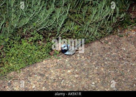 Superbe Fairy Wren mâle en plumage nuptial -Malurus cyaneus Banque D'Images