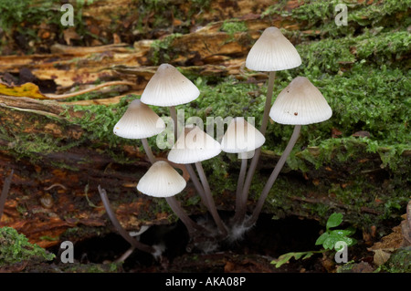 Angel's Bonnets - Mycena arcangeliana Banque D'Images