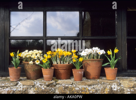 Les bulbes à fleurs de printemps dans des pots en terre cuite Banque D'Images