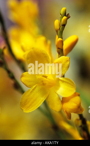 Crocosmia Le miel des Anges Banque D'Images