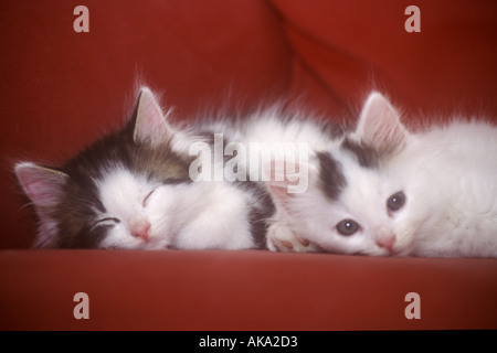 Deux chatons sur canapé Banque D'Images