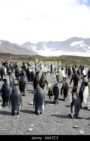 Sur le Manchot royal St Andres Bay, South Georgia Island dans la mer de Scotia, l'Antarctique. Banque D'Images