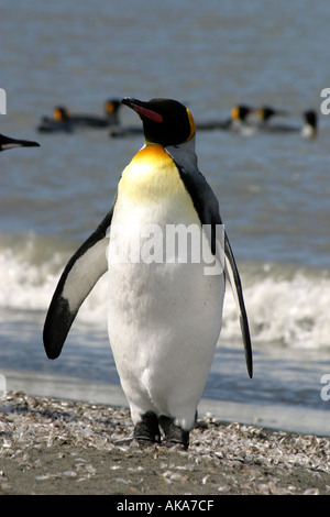 Sur le Manchot royal St Andres Bay, South Georgia Island dans la mer de Scotia, l'Antarctique. Banque D'Images