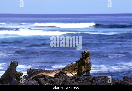 Iguanes marins (Amblyrhynchus cristatus). L'île de Fernandina.Îles Galapagos.Equateur Banque D'Images