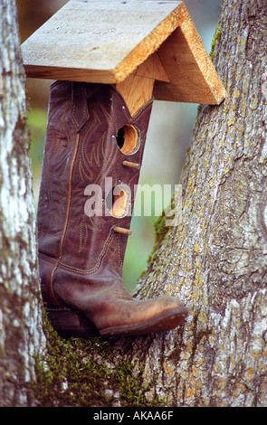 Cabane faite de cowboy boot assis dans l'arbre Banque D'Images